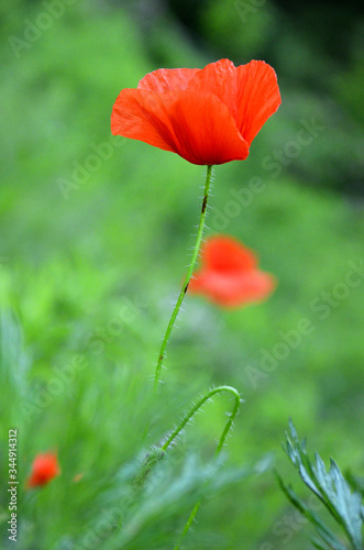 red poppy on green field