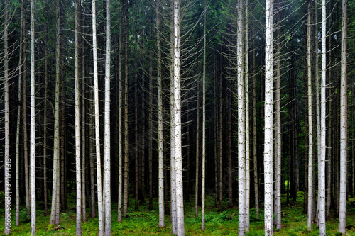parallel tree stems in the forest