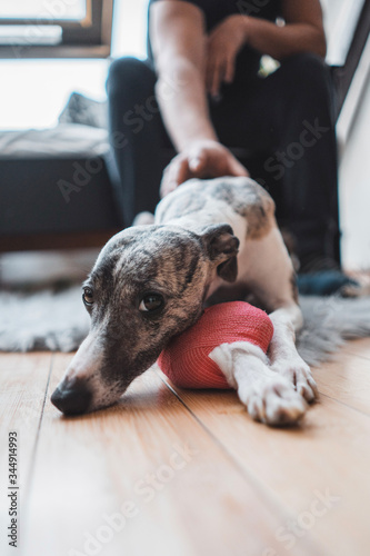 Cute whippet with broken paw photo