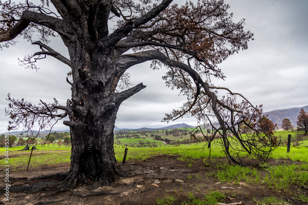 An old tree in New South Wales, Australia burnt down during the bush fires. Life comes back to nature.