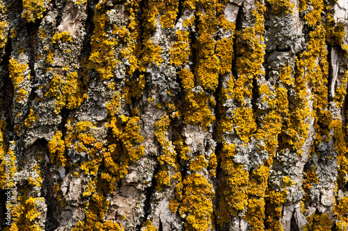 Texture of the bark of a tree trunk with moss.
