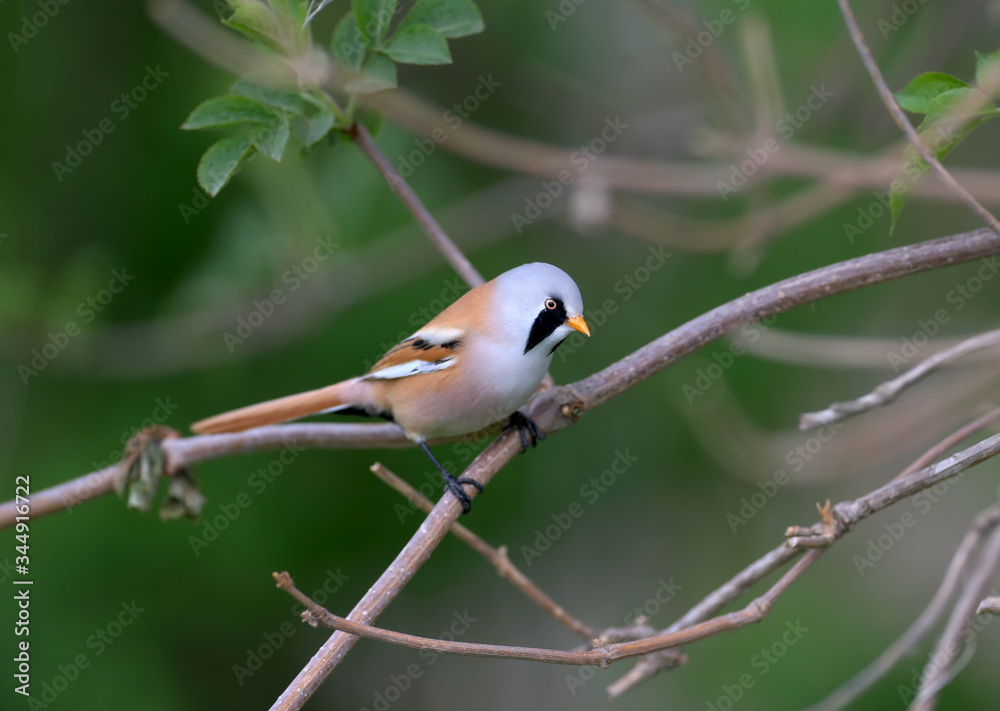The male bearded reedling (Panurus biarmicus) is photographed on reed stalks and tree branches in a natural habitat. Close-up and unusual photos The male bearded reedling (Panurus biarmicus) is photographed on reed stalks and tree branches in a natural habitat. Close-up and unusual photos