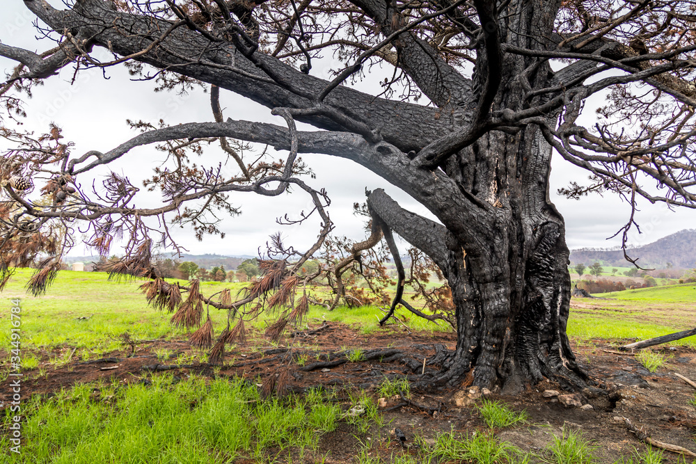 An old tree in New South Wales, Australia burnt down during the bush fires. Life comes back to nature.