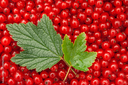 The collected dry fresh juicy bright freshly picked red currant berries