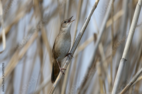 Savi's warbler (Locustella luscinioides) in breeding plumage photographed close-up sitting on reed stalks