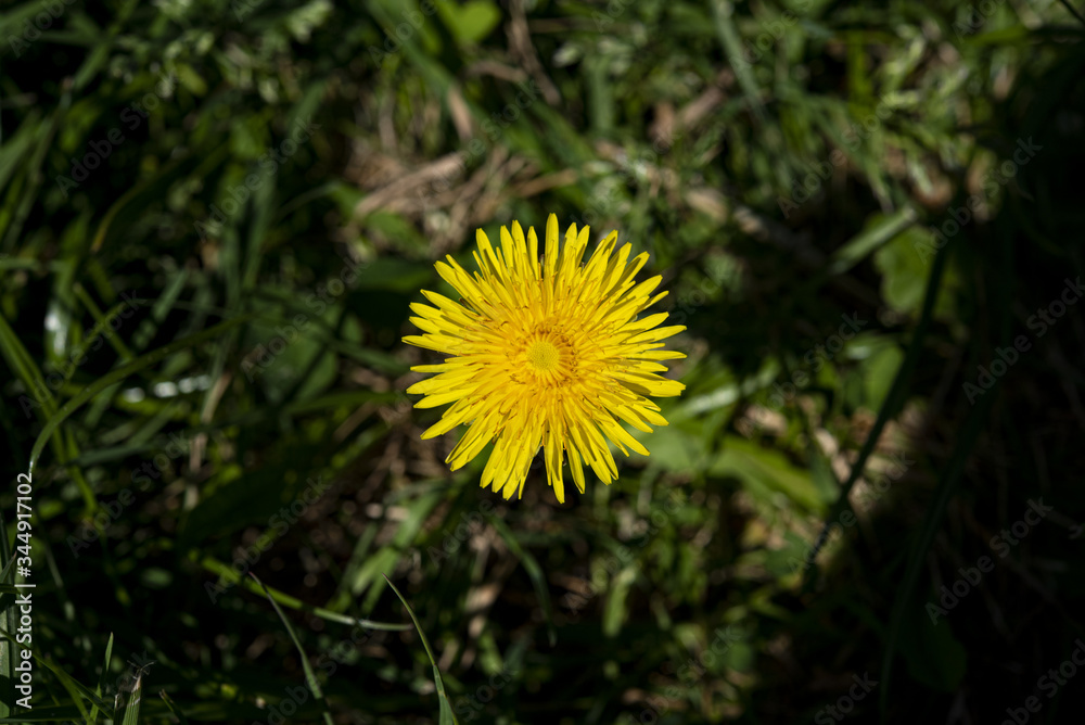 Dandelion in the spring sunshine. Dandelion in the spring sunshine.