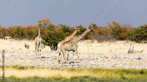 Canvas Print Three giraffa animals in the savannah