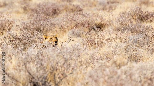 A female lion in Etosha park
