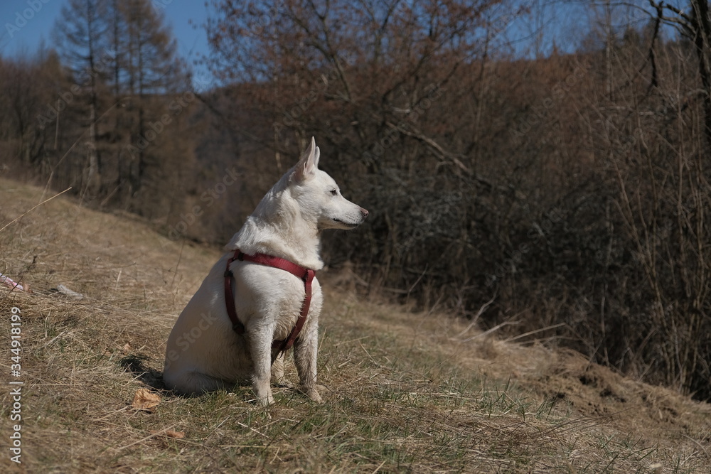 white dog in nature