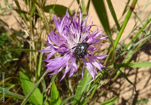 Scarab beetle on a flower. Saler beach. Valencia city. Spain. 