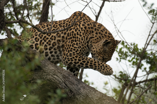 L  opard  Panth  re  Panthera pardus  Afrique du Sud