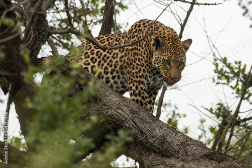 Léopard, Panthère, Panthera pardus, Afrique du Sud