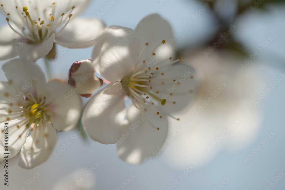 Fototapeta Wiosna w wiśniowym sadzie.