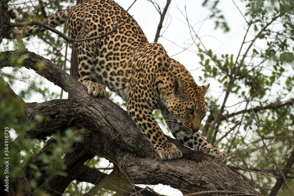 Léopard, Panthère, Panthera pardus, Afrique du Sud Léopard, Panthère, Panthera pardus, Afrique du Sud