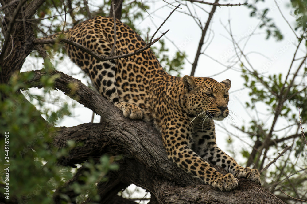 Léopard, Panthère, Panthera pardus, Afrique du Sud Léopard, Panthère, Panthera pardus, Afrique du Sud