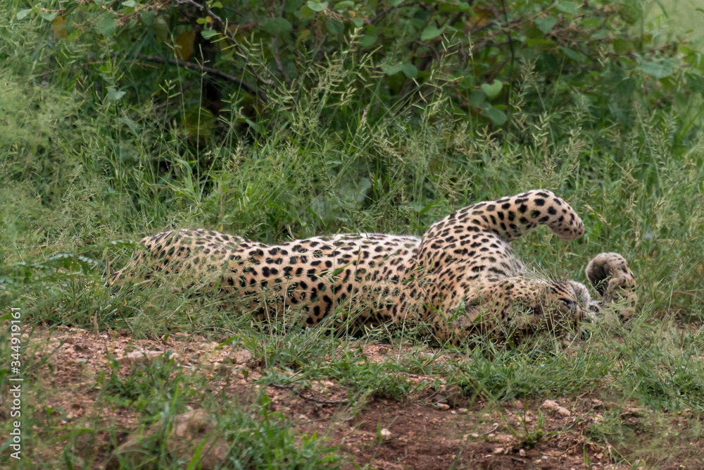 Obraz premium Léopard, Panthère, Panthera pardus, Afrique du Sud