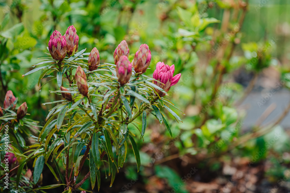 Rhododendronknospen mit grüne Blätter Rhododendronknospen mit grüne Blätter