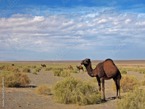A camel grazing in the desert. Picture taken in Maranjab desert, near Kashan, Iran © Poliorketes