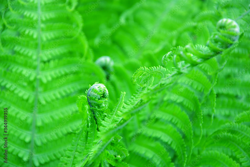 close up of fern leaves natural background