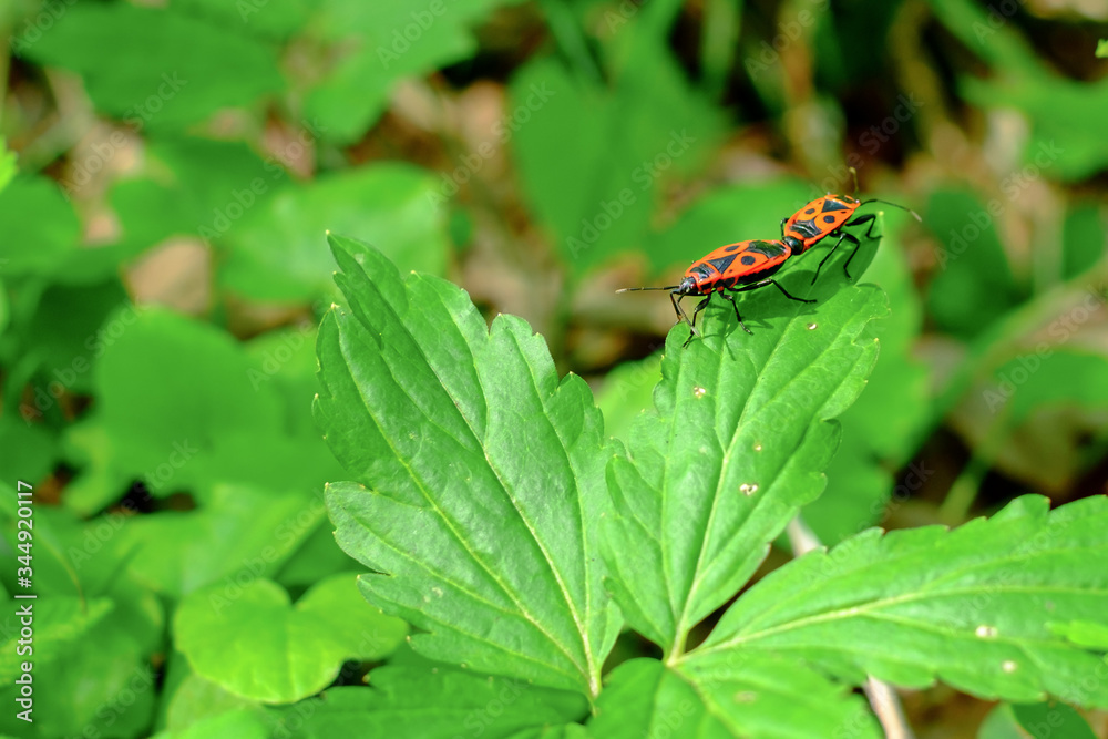 Fire Bug (Pyrrhocoris apterus) in the forest Fire Bug (Pyrrhocoris apterus) in the forest