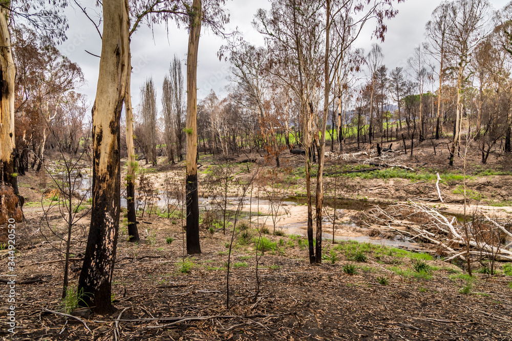 A forest next to the Wallaga Lake in New South Wales, Australia burnt down during the bush fires. Life comes back to nature. A forest next to the Wallaga Lake in New South Wales, Australia burnt down during the bush fires. Life comes back to nature.