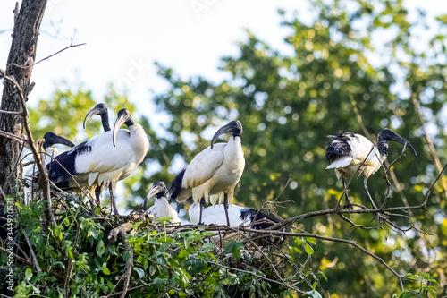 Ibis sacro in gruppo