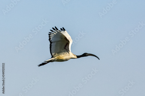 Ibis sacro in volo