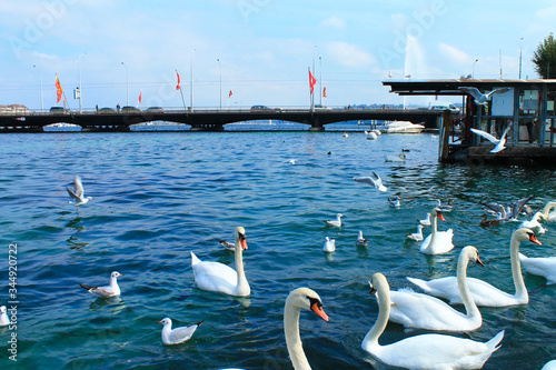 Swans on a lake in Geneva. Switzerland