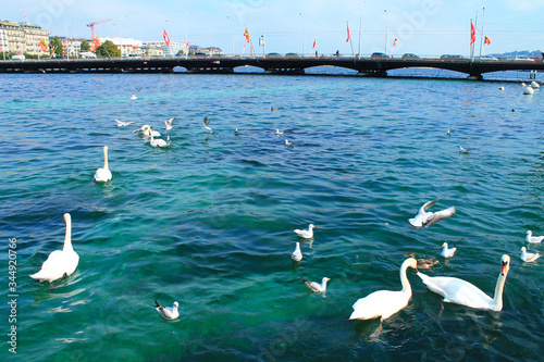 Swans on a lake in Geneva. Switzerland