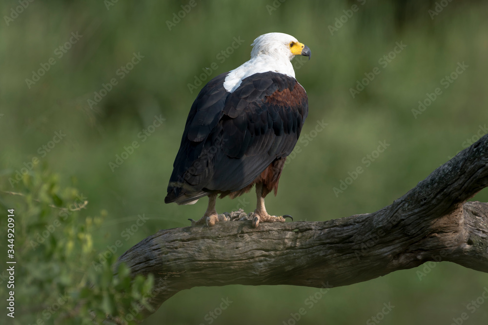 Fototapeta premium Pygargue vocifer, .Haliaeetus vocifer , African Fish Eagle, Parc national Kruger, Afrique du Sud