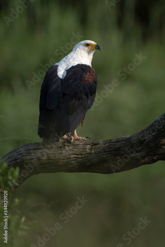 Pygargue vocifer, .Haliaeetus vocifer , African Fish Eagle, Parc national Kruger, Afrique du Sud © JAG IMAGES