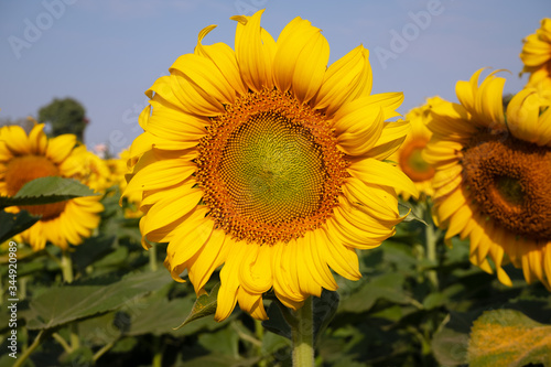 portrait of a sunflower in the sunflower field