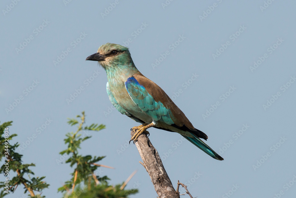 Fototapeta premium Rollier d'Europe,.Coracias garrulus, European Roller