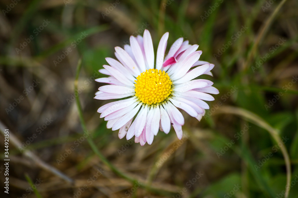 Obraz premium Daisy flower (Bellis perennis) on meadow