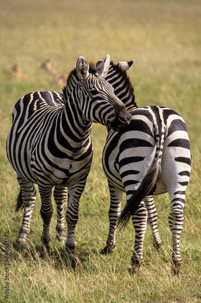 Fototapeta premium Zèbre de Grant, Equus burchelli granti, Parc national du N.Gorongoro Crater, Tanzanie