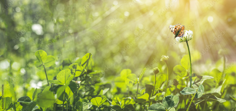 Panoramic view to spring background art with white clover blossom and fluttering butterfly. Spring day, close up, shallow depths of the field. Meadow with spring flowers in sunny day Panoramic view to spring background art with white clover blossom and fluttering butterfly. Spring day, close up, shallow depths of the field. Meadow with spring flowers in sunny day
