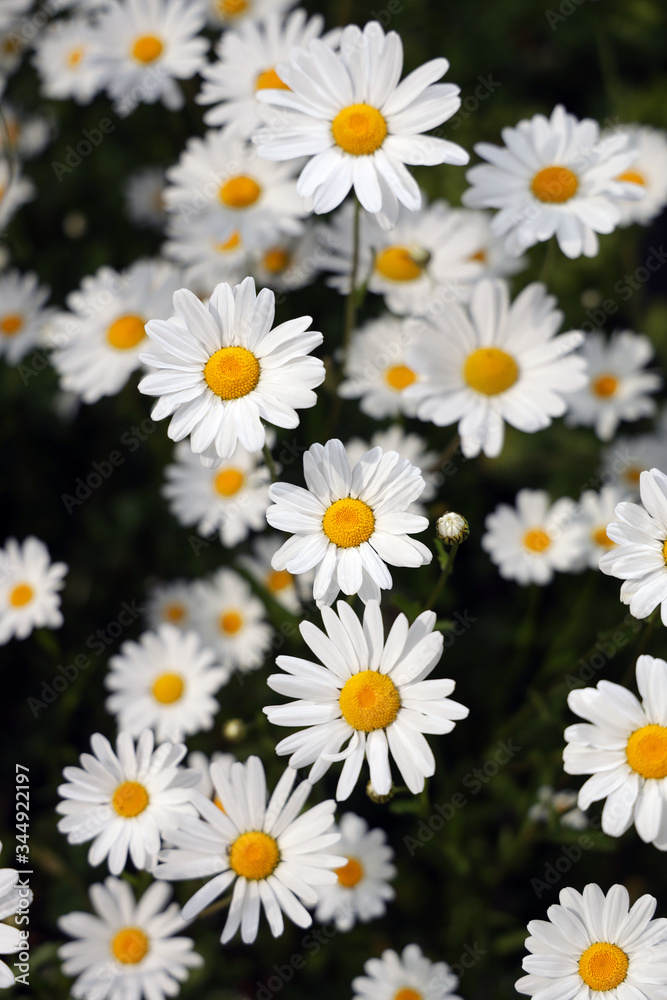 daisies in a field