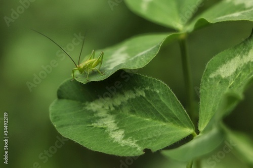 Small green grasshopper on a clover leaf.