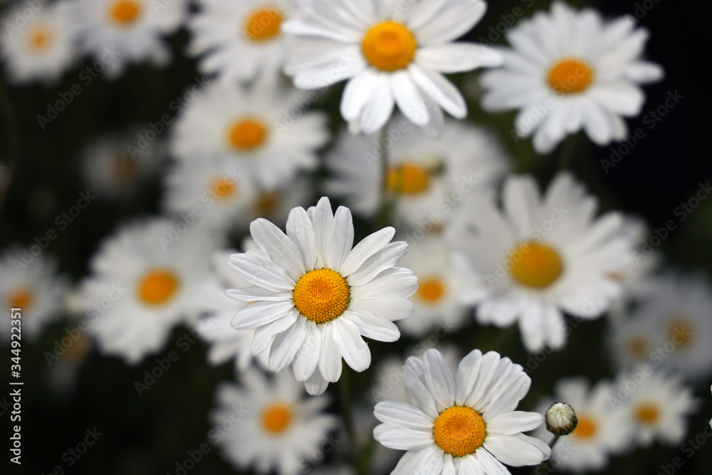 Fototapeta premium daisies in a garden