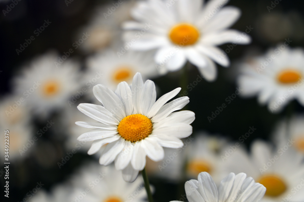 daisies on a black background