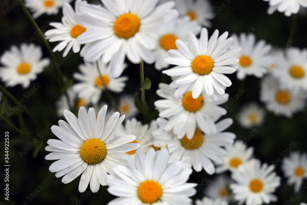 Obraz premium daisies on a white background