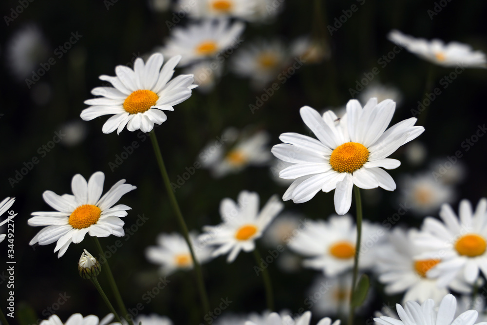 Obraz premium daisies in a garden