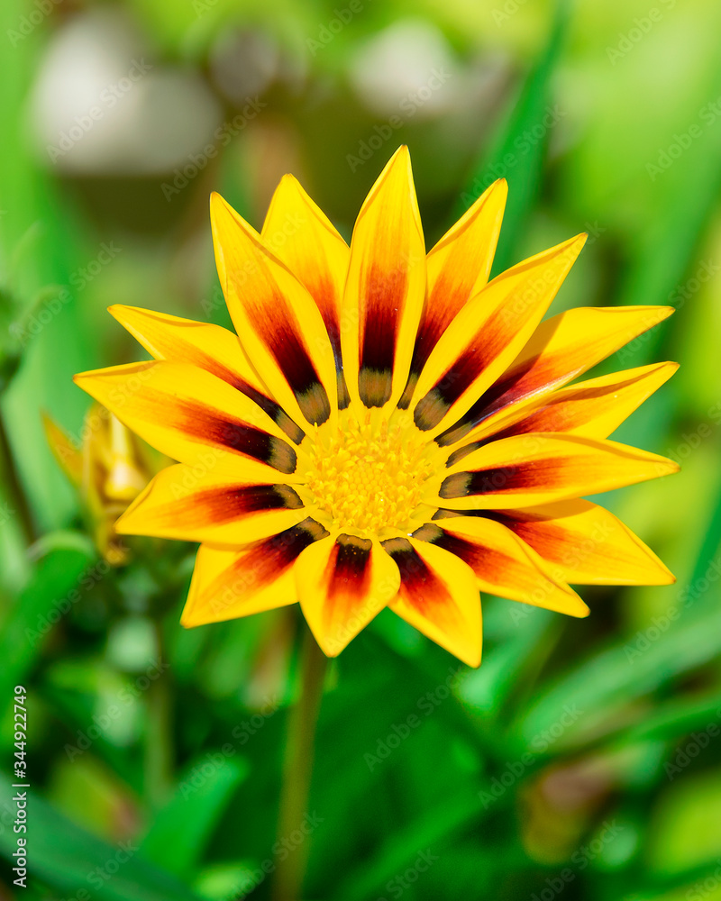 Yellow Flower and Green Plants Yellow Flower and Green Plants