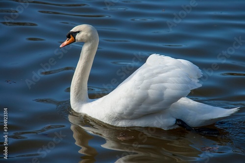 
White swan floats on the calm water of the lake