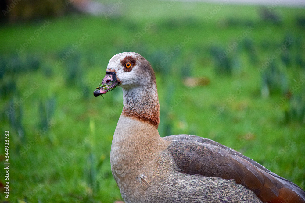 Wild Duck in the field Wild Duck in the field