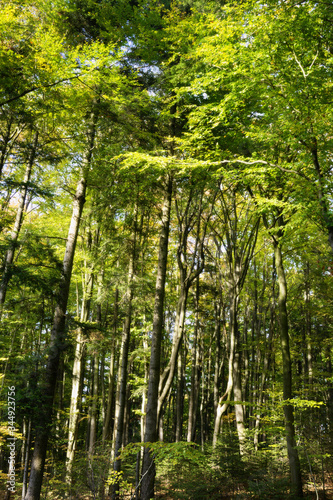 Beech forest in Swietokrzyskie Mountains, Poland. Fagus sylvatica trees in deciduous woodland.