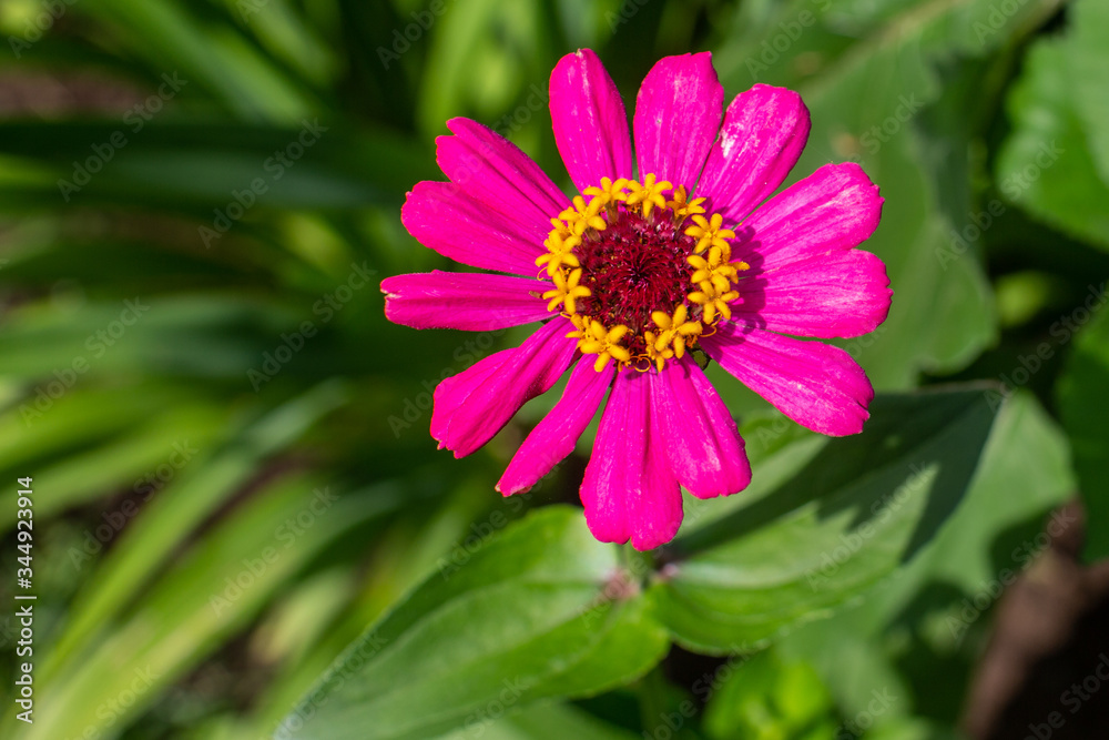 Obraz premium one flower of red tsiniya on the background of greenery, top view