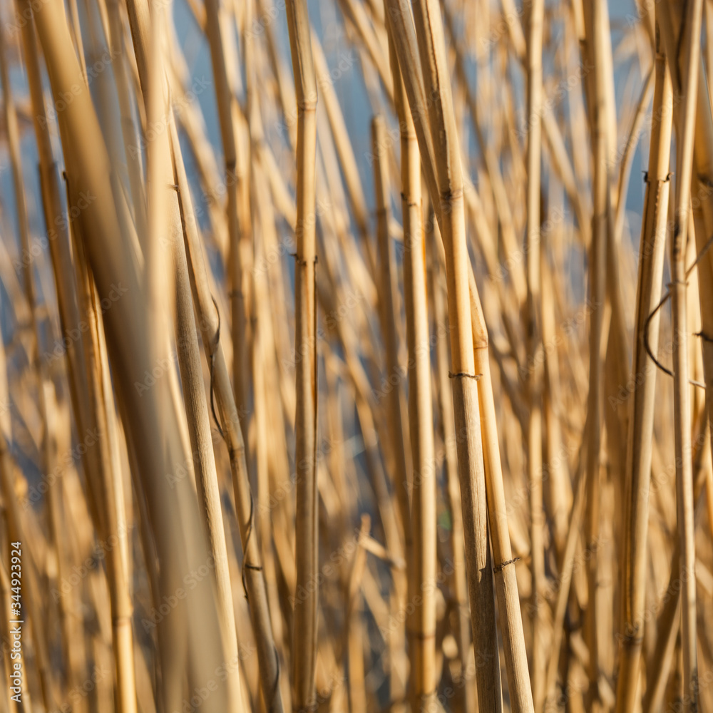 Dry yellow cane stalks close-up shot by the river Dry yellow cane stalks close-up shot by the river