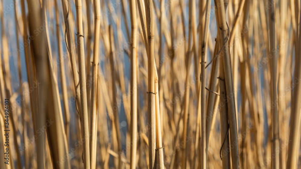 Dry yellow cane stalks close-up shot by the river Dry yellow cane stalks close-up shot by the river
