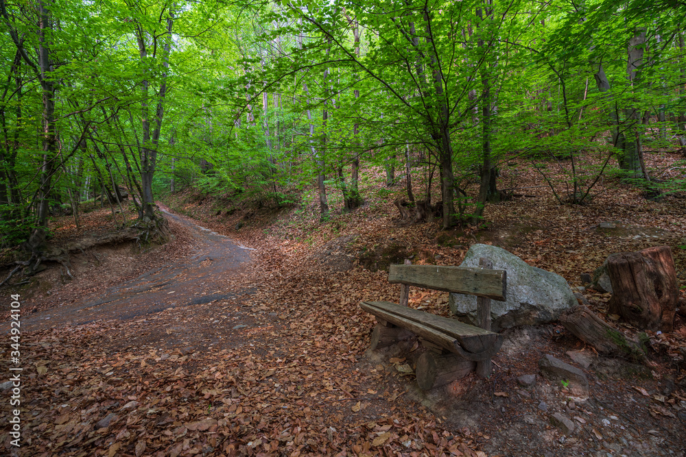 Mountain hiking trail leading through a forest full of fresh spring greenery in Appiano in Italian South Tyrol Mountain hiking trail leading through a forest full of fresh spring greenery in Appiano in Italian South Tyrol